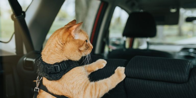 Conseils pour apprendre à votre chat à monter en voiture avec vous