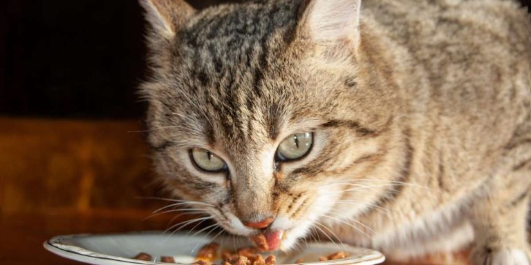Alimentation chat sans céréales : quel impact réel sur la santé de votre félin ?