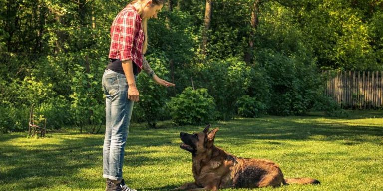 Éducation canine : comment réussir l’apprentissage de votre chiot en quelques jours ?