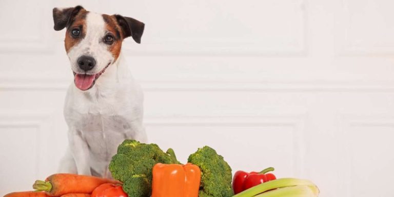 Santé naturelle animaux : pourquoi privilégier les remèdes doux pour vos compagnons ?