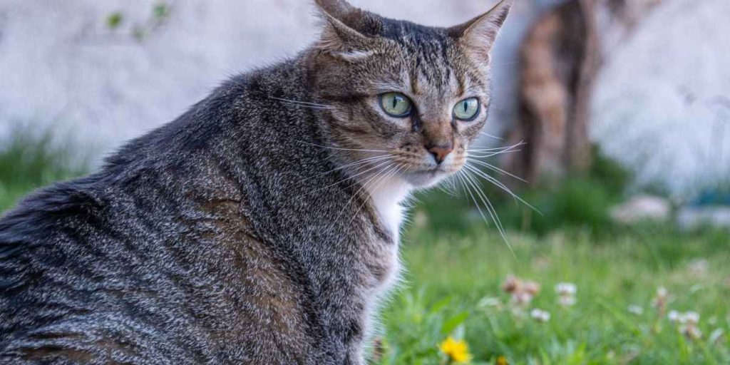 l'Alimentation chat sans céréales