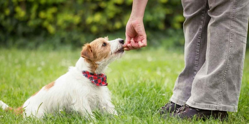 l'Éducation canine