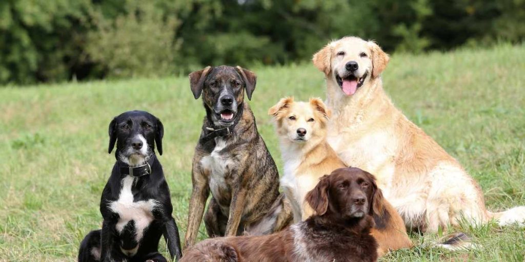 la Santé naturelle animaux