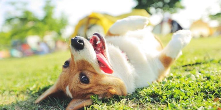 Langage corporel chien : comment décrypter enfin les messages cachés de votre animal ?