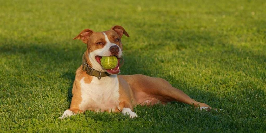 le langage corporel chien