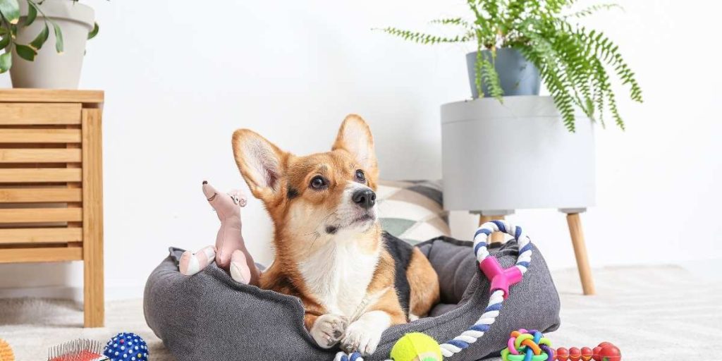 les Accessoires animaux de compagnie
