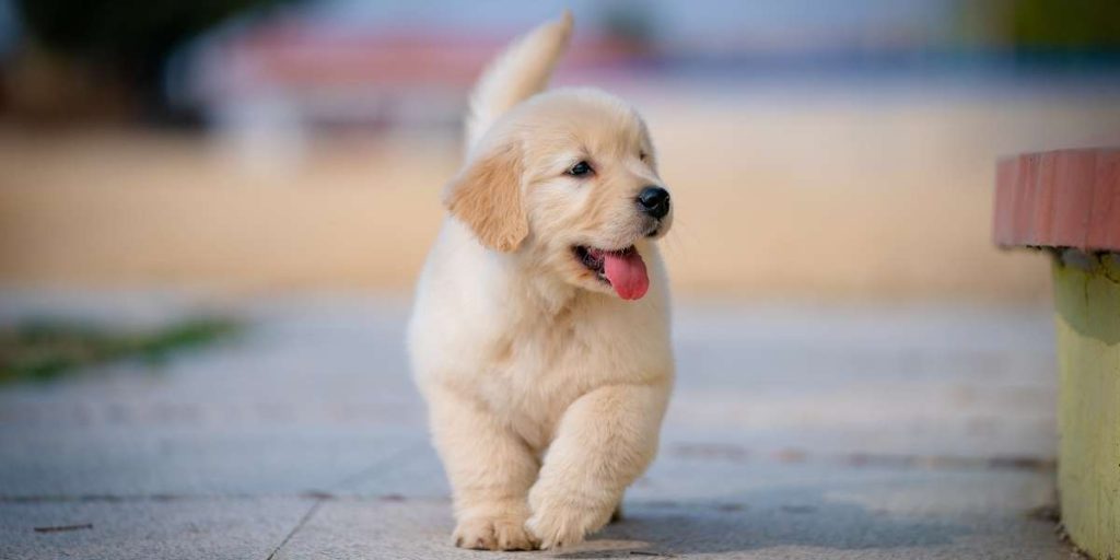 un langage corporel chien