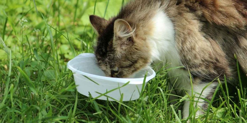 une Alimentation chat sans céréales