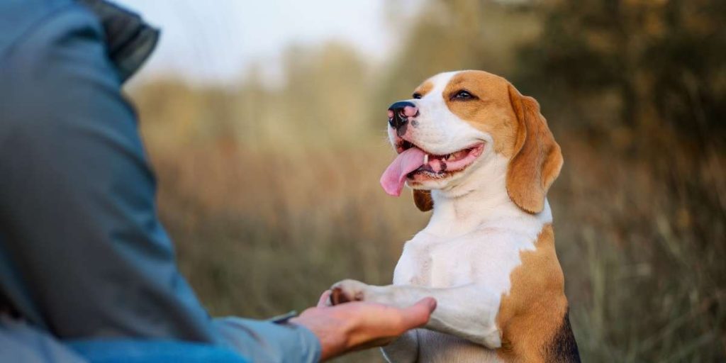 une Éducation canine